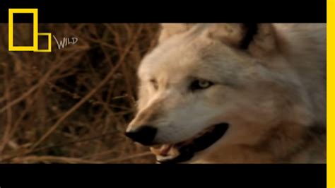 So do we know what dog breeds have the strongest bite force? Wolf Bite! | Dangerous Encounters: Bite Force 2 | National ...