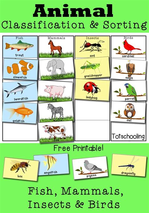 Wonderful Animal Classification Activities For Preschoolers Princess