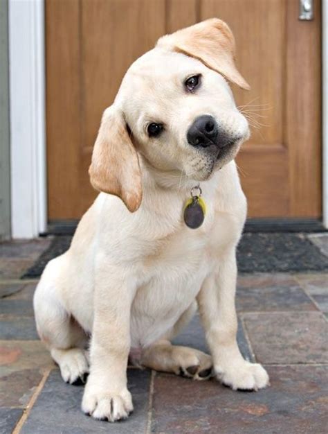 Mini Me Labrador Retriever Itsadogslife Petphotography Yellow Lab