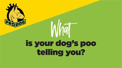 What Is Your Dogs Poo Telling You Youtube