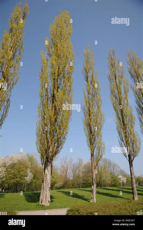 Populus Nigra Trees High Resolution Stock Photography And Images Alamy