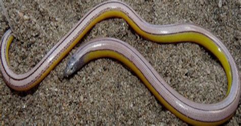 Amphisbaenians lost their legs independently of the snake lineage and belong to their own distinct. Four legless lizard species discovered in California - CBS ...