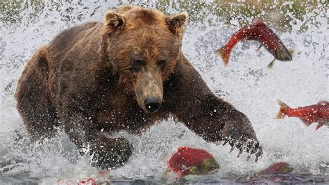 Bloody Grizzly Bear Eating