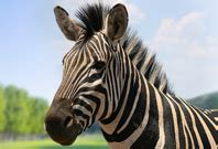 What exactly is the color of zebras: Where Do Zebras Live, Zebras Habitat