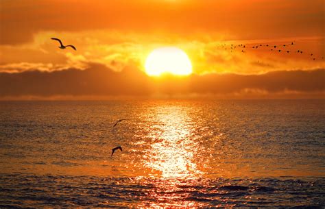 Tapeta Na Monitor Příroda Moře Nebe Západ Slunce Svítání Ptáci