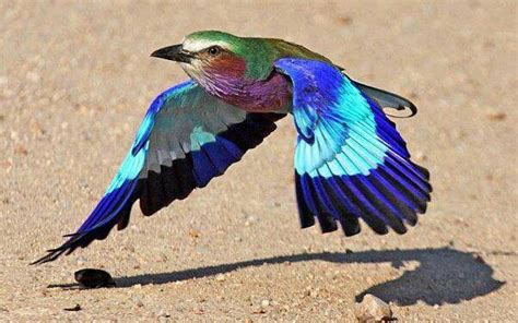 Lilac Breasted Roller Pet Birds Lilac Breasted Roller Unusual Animals