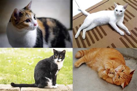 11 Gambar Gambar Kucing Comel Terbaru Koleksi Mufid