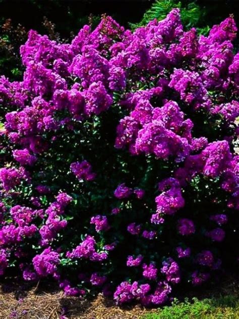 35 Purple Crape Myrtle Tree Drought Tolerant Shrub Perennial Flower