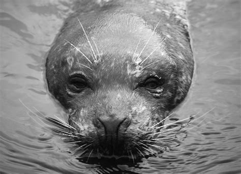 Seal In Black And White Free Photo Download Freeimages
