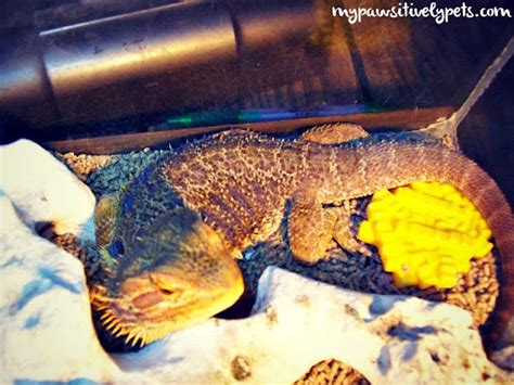 Bearded Dragons Make Awesome Pets Pawsitively Pets