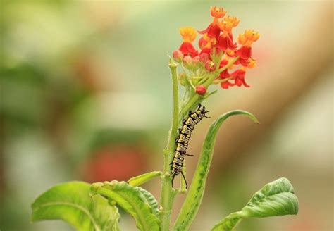 20 How To Get Rid Of Asp Caterpillar 012024 Ôn Thi Hsg