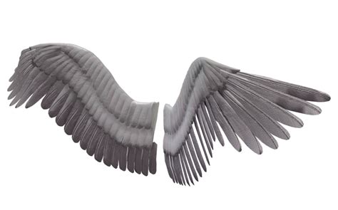 Transparent Realistic Fairy Wings Png Download The Wings Fantasy Png