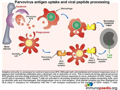 Parvovirus B19 Immunopaedia