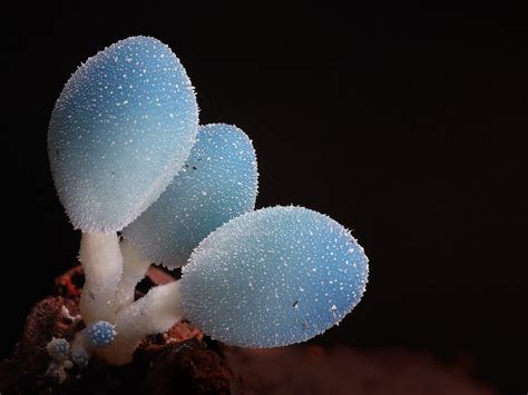 Fantastic Fungi The Startling Visual Diversity Of Mushrooms