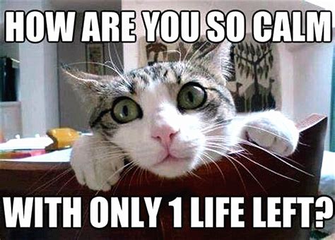 Cat Sayings 6 Purrfect Quotes In Chinese Ninchaneseninchanese