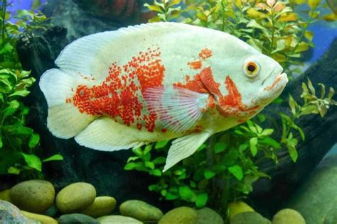 The oscar fish' main characteristics. Oscar Fish Behavior, Habitat, Care and Tank Mates
