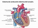 Sistema de conduccion cardiaca - portafolio de UCI