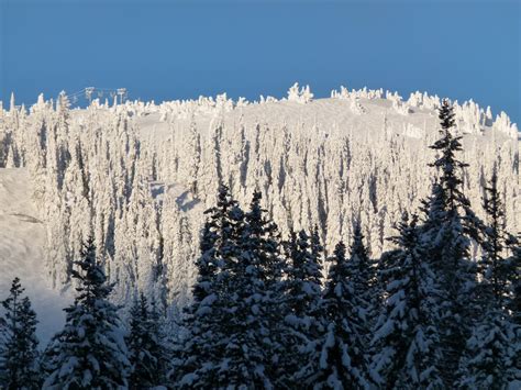 Free Images Tree Forest Wilderness Branch Cold Winter Frost