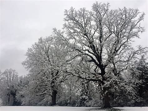 Snowfall Brings Mostly Comfort And Joy To Alabama Landscape The