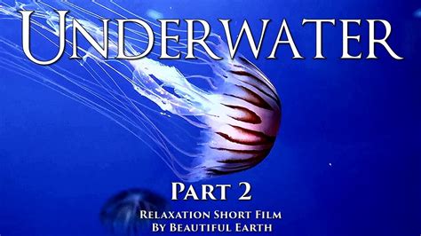 The Underwater World Is Unpredictable And Mysterious Relaxing Short Film Part Youtube