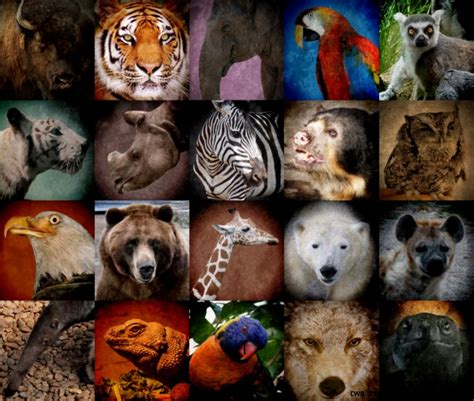 Endangered Rainforest Animals List For Kids Wallpapers