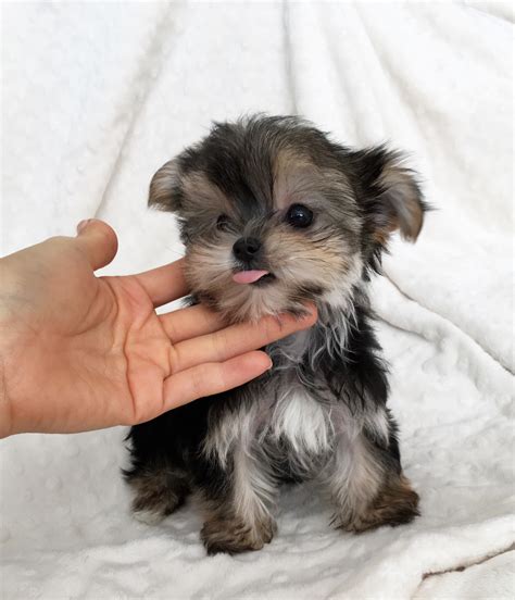 Yorkshire terriers are born black and tan. Tcup Morkie Puppy! Teddy Bear Baby doll face | iHeartTeacups