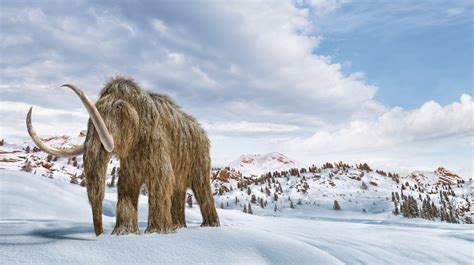 9 Wild Facts About The Woolly Mammoth
