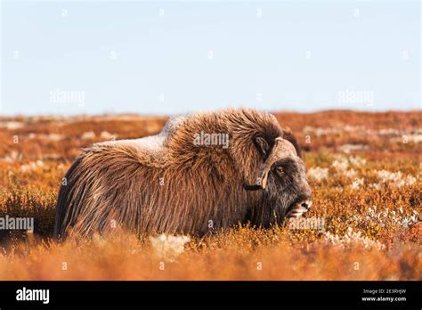 Musk Ox On Mountain Norway Stock Photo Alamy