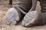 elephant's foot closeup,under foot of an elephant ,The elephant is ...