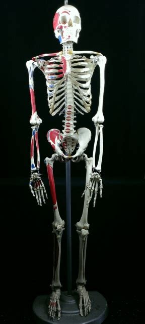 Real Articulated Human Skeleton For Sale The Bone Room