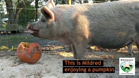 Rooterville Pigs Eat Donated Pumpkins Youtube