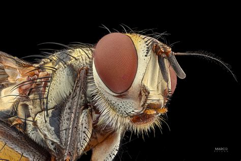 these extreme macro shots will make you appreciate the humble fly in a whole new way