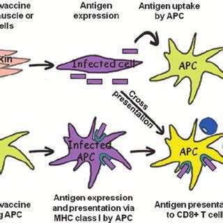 The announcement comes days after an independent panel of experts at the. (PDF) Adenovirus-Based Vaccines for Fighting Infectious ...