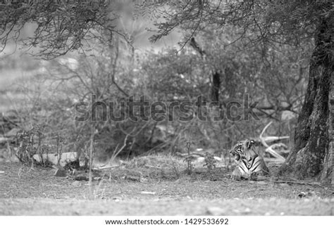 Tigress Choti Tara Cub Resting Under Stock Photo Shutterstock