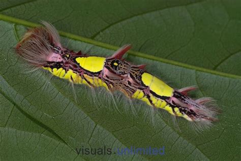 Morpho Butterfly Caterpillars