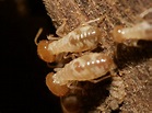 臺灣土白蟻(黑翅土白蟻) | 基隆生物多樣性資料庫