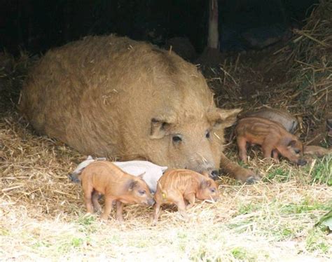 Schweinemarkt Mangalitza Wollschwein Ferkel Kaufen
