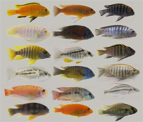 Comparison Of Several Male African Cichlid Species Cichlids Cichlid