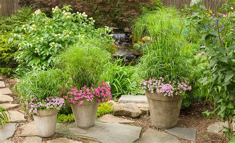 Thriller Filler And Spiller Plants For Your Container Garden The