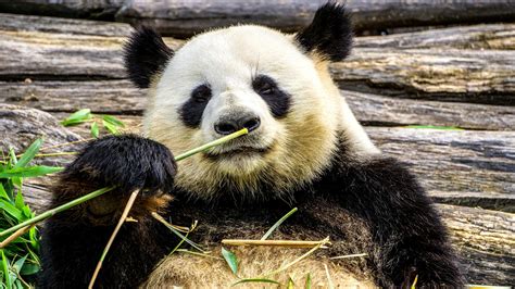 Pandabären Hintergrundbilder Pc