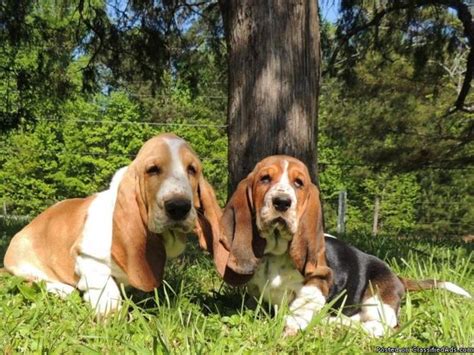 Basset Hound Puppies South Georgia Huff S Hounds Akc Basset Hound Puppies For Sale In