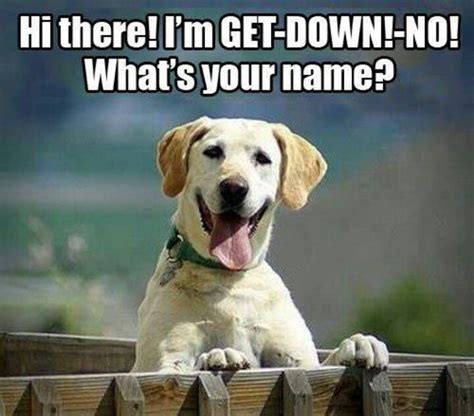 Pin By Patricia Montgomery On Critter Cuteness Funny Dog Names Funny