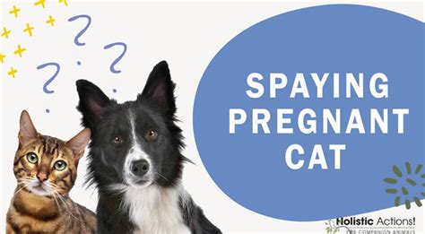 Can You Spay A Pregnant Cat Holisticactions