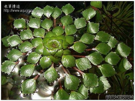 Ludwigia Sedoides Flowgrow Aquatic Plant Database
