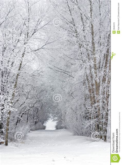 Snowy Frost Covered Tree Filled Lane In Country Stock Image Image Of