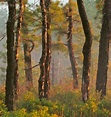 Burnt Pine Soliders-1400px-1334px - Protecting the New Jersey Pinelands ...