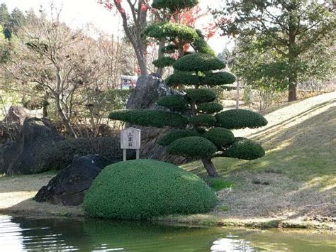 Melde dich für unseren newsletter an. Name vom japanischem Baum? (Garten, Natur, Japan)