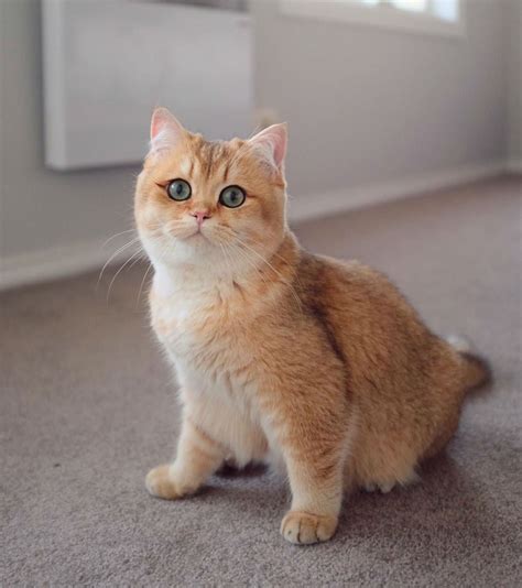 Meet Pumpkin The Cutest Black Golden Ticked British Shorthair Cat