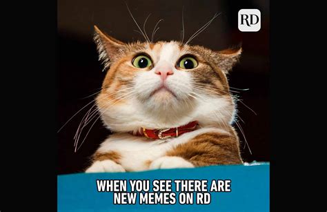 15 Funny Animal Memes You Cant Help But Laugh At Readers Digest