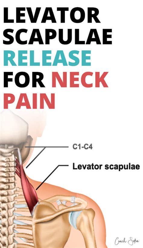 Levator Scapulae Release And Exercises Instant Neck Pain Relief